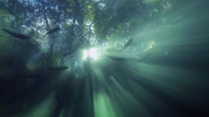 ¼ƬҰصȻ Wild Brazil - Mysterious Natural Paradiseȫ5-Ļ/Ļ