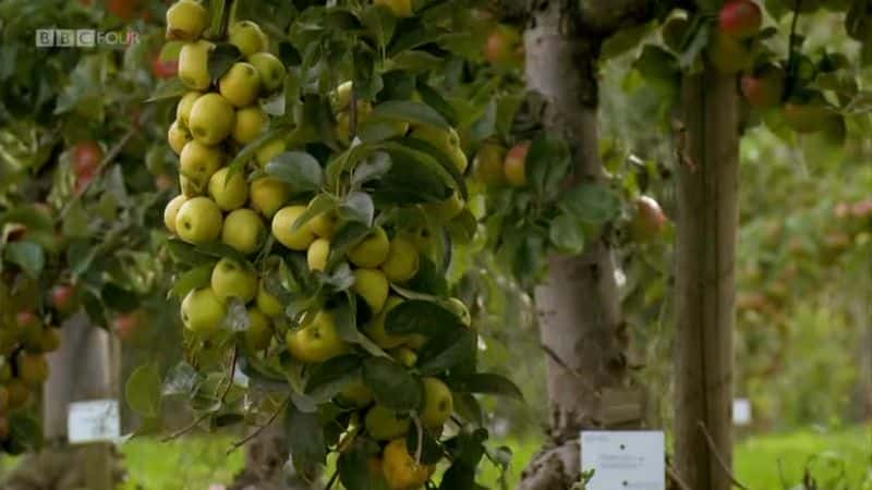 纪录片《苹果：英国的核心 Apples: British to the Core》[无字][BT][720P]资源下载