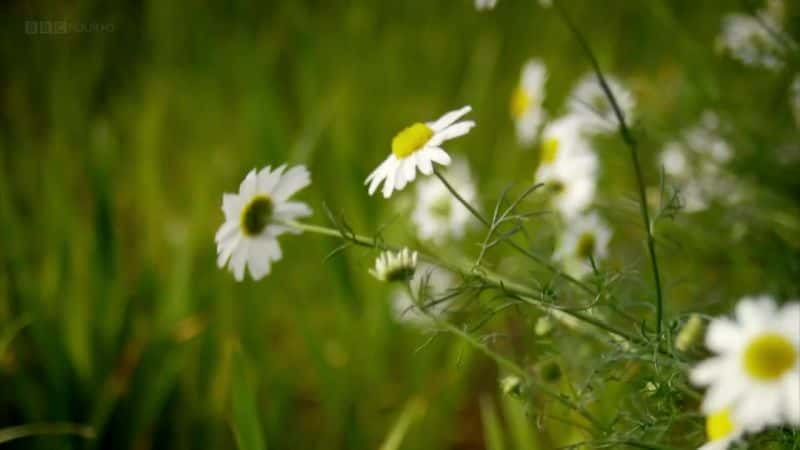 ¼ƬӲݵ漣 (BBC) The Wonder of Weeds (BBC)ȫ1-Ļ/Ļ