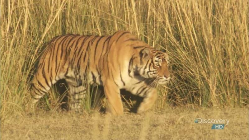 ¼Ƭϼĸ A Bengal Tiger's Motherly LoveĻ/Ļ