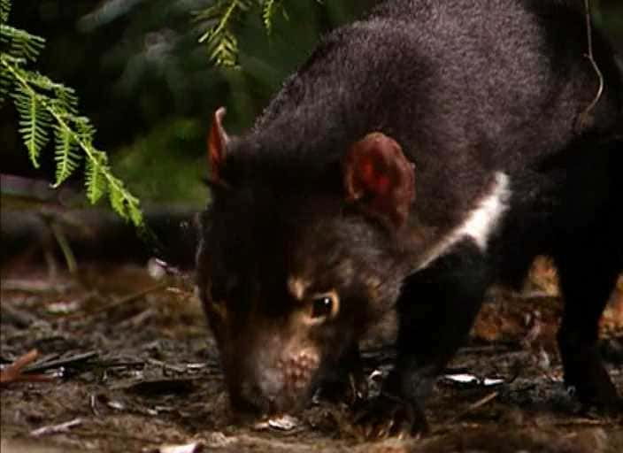 纪录片《澳大利亚国家公园奇观 Wonders of Australia's National Parks》[无字][BT][720P]资源下载