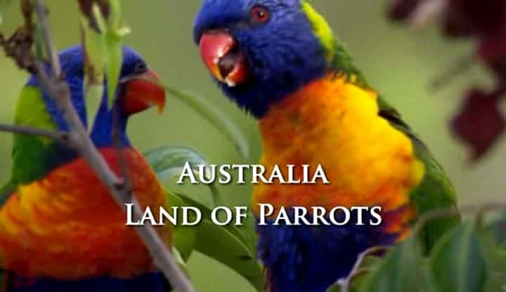 纪录片《澳大利亚鹦鹉之乡 Australia Land of Parrots》[无字][BT][720P]资源下载