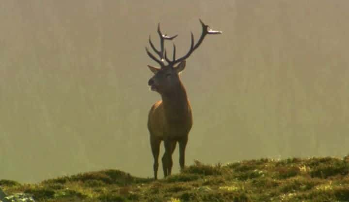 ¼ƬҰʿ Wild Walesȫ3-Ļ/Ļ