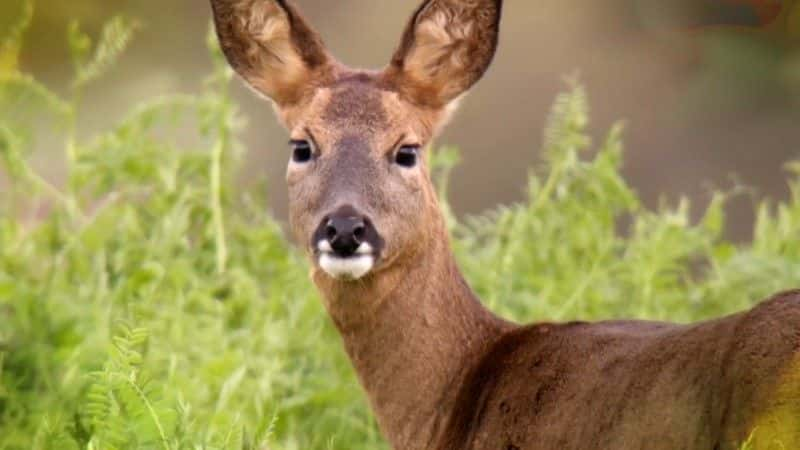 ¼Ƭ2017 ＾۲ Autumnwatch 20171080P-Ļ/Ļ