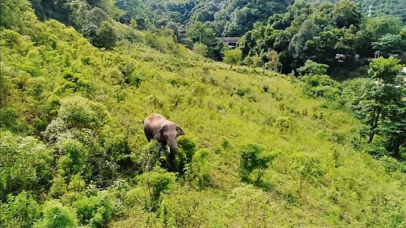 ¼Ƭ׶˹ĿҰйϵ 1  2 ֣ͬ Wild China with Mears Series 1 Part 2: Walking with Elephants1080P-Ļ/Ļ