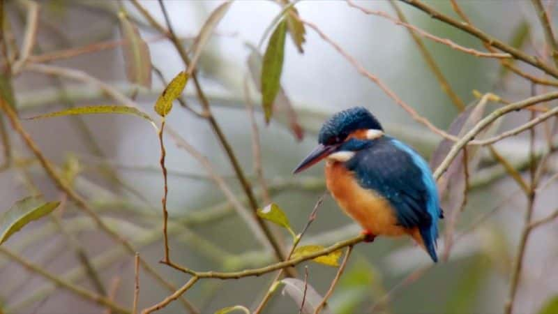 ¼Ƭ2020 ＾۲ Autumnwatch 20201080Pȫ8-Ļ/Ļ