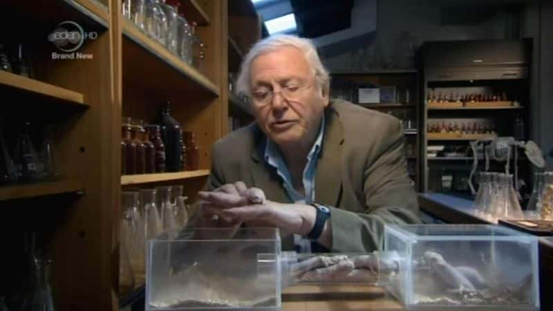 纪录片《阿滕伯勒天生的好奇心 Attenborough's Natural Curiosities》[无字][BT][720P]资源下载