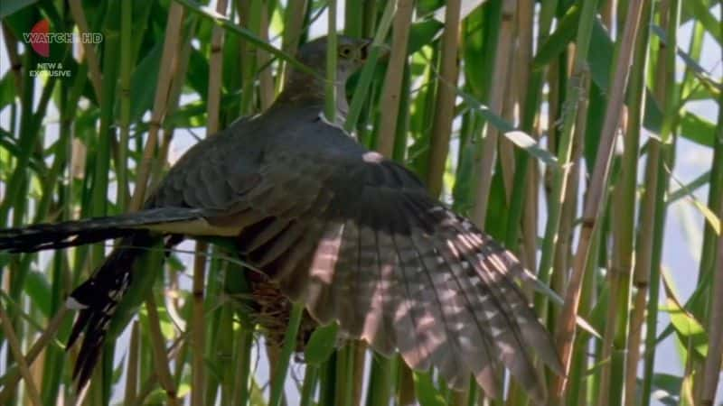 纪录片《爱登堡自然好奇心系列 2 Attenboroughs Natural Curiosities Series 2》[无字] [BT][DVD画质]资源下载