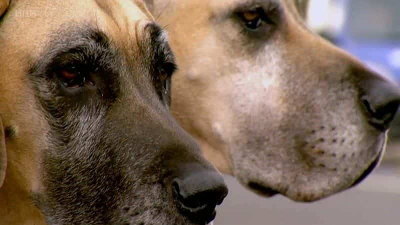 ¼Ƭƽ߹ָϣBBC Woof: A Horizon Guide to Dogs (BBC)ȫ1-Ļ/Ļ