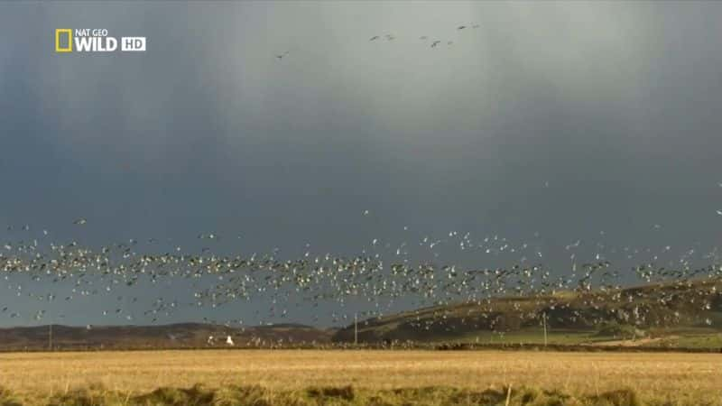 ¼ƬҰոȺ Wild Scotland: The Western IslesĻ/Ļ