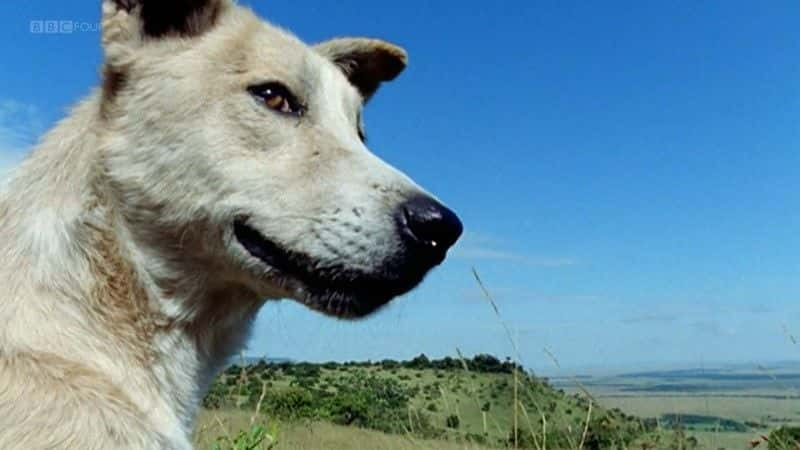 ¼Ƭƽ߹ָϣBBC Woof: A Horizon Guide to Dogs (BBC)ȫ1-Ļ/Ļ