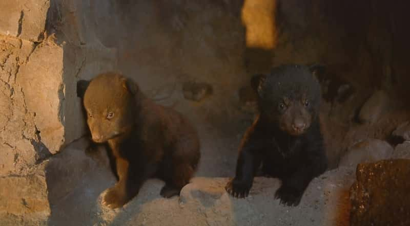 ¼Ƭ (IMAX) Bears (IMAX)ȫ1-Ļ/Ļ