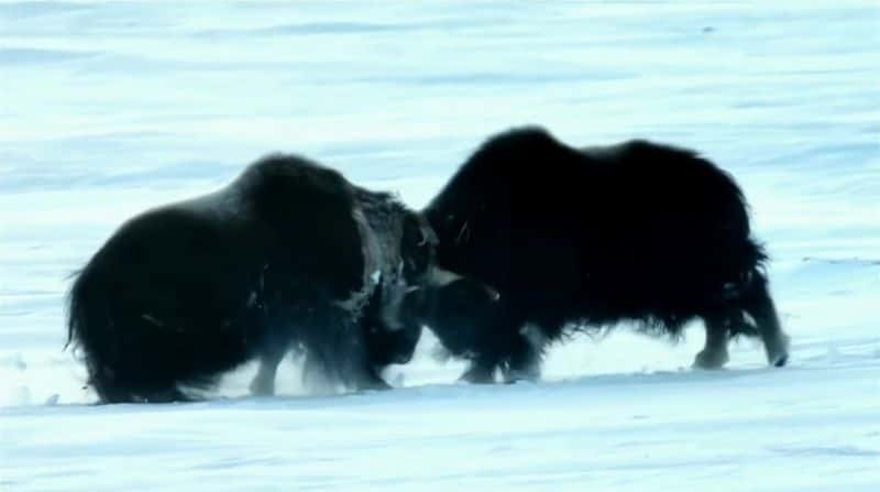 ¼ƬȺ Arctic Wolf Pack1280P-Ļ/Ļ