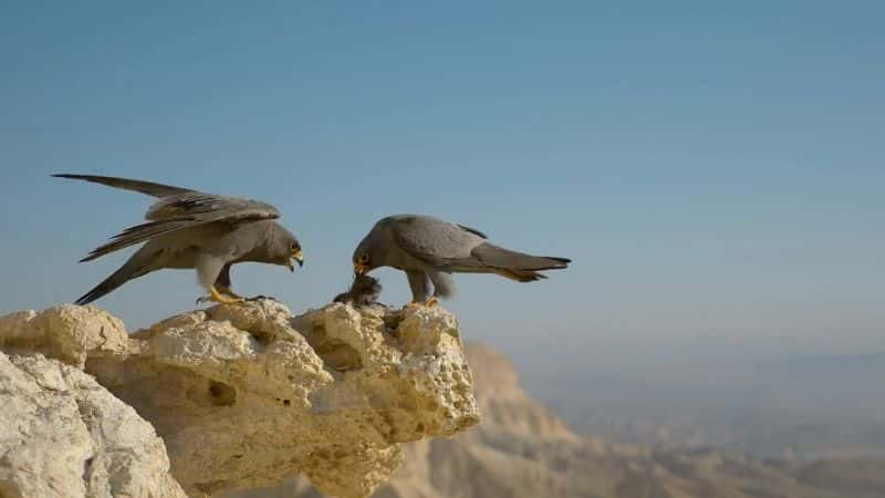 ¼ƬҰɫУϵ1 Wild Israel: Series1Ļ/Ļ