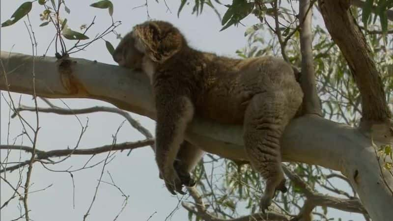 ¼Ƭס׶˹ (Ray Mears) ġҰĴǡϵ 1 Wild Australia with Ray Mears Series 1Ļ/Ļ