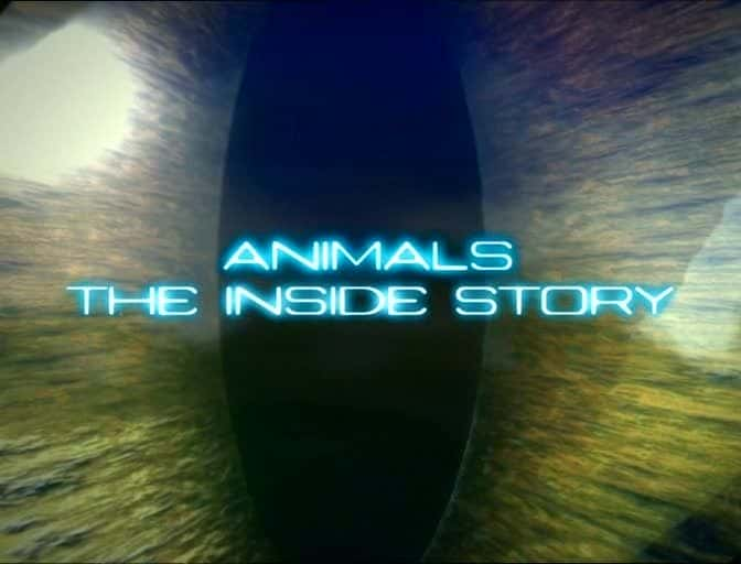 ¼Ƭ - Ļ Animals - The Inside StoryĻ/Ļ