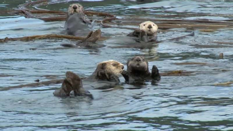 ¼Ƭ˹ӵ Bears of Alaskaȫ1-Ļ/Ļ