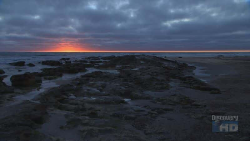 ¼Ƭ͢ Argentinean Seal PupsĻ/Ļ