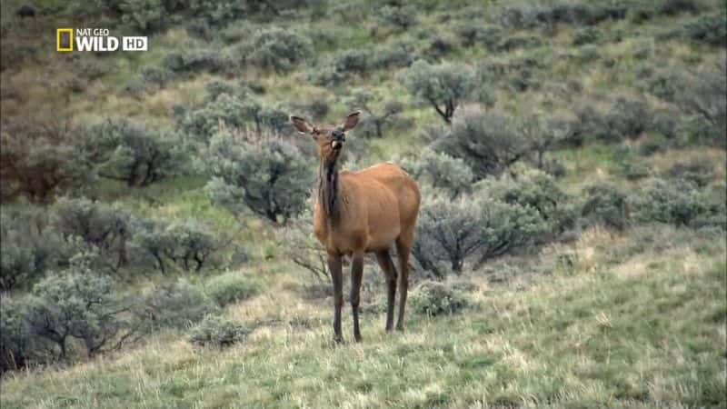 ¼ƬҰ֮ҹ America the Wild: Night of the GrizzlyĻ/Ļ