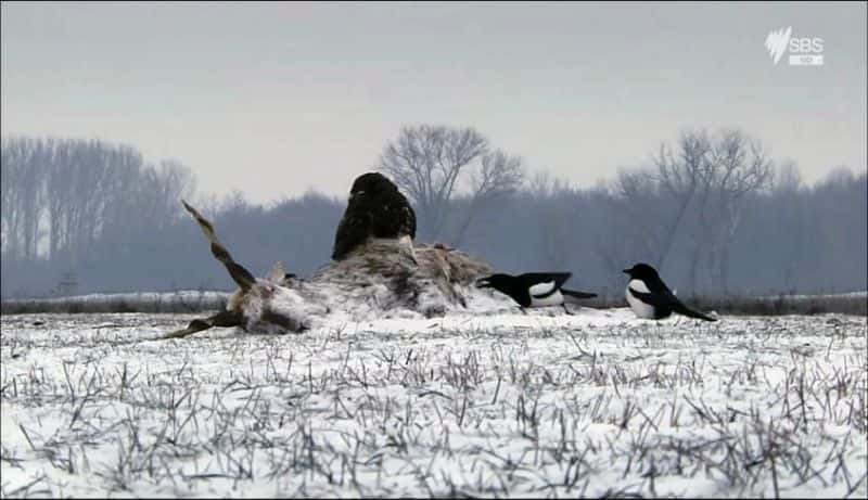 ¼ƬҰˮɾ Wild Hungary: A Water WonderlandĻ/Ļ