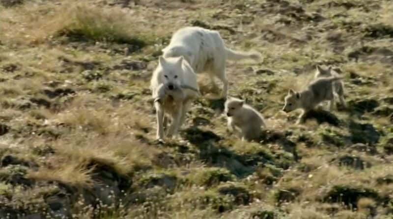 纪录片《北极狼群 Arctic Wolf Pack》[无字][BT][1080P][4K]双画质资源下载