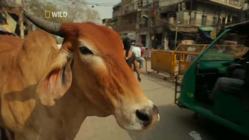 ¼ƬҰӡȣҵ Wild India (National Geographic)Ļ/Ļ