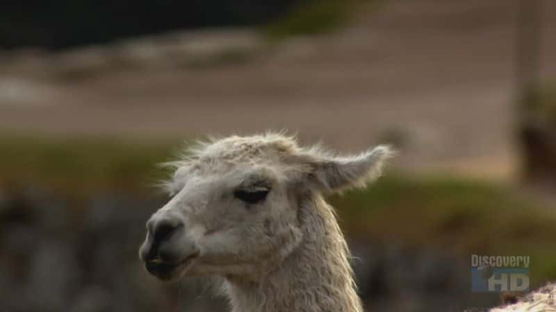 ¼Ƭİ˹ Andean Dawn at Machu PicchuĻ/Ļ