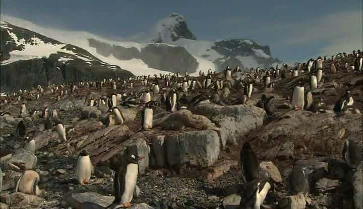 ¼Ƭϼ - Ұ Antarctica Dreaming - Wildlife on IceĻ/Ļ