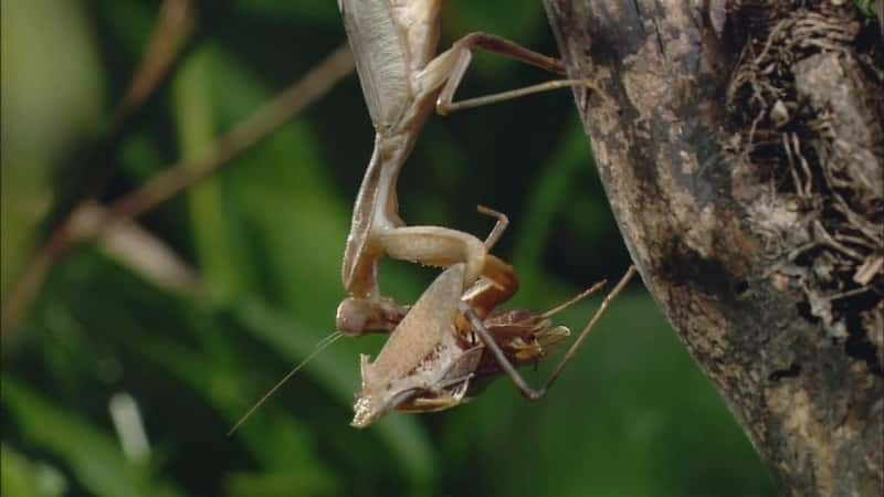 ¼Ƭ -  Alien Insect - Praying Mantisȫ1-Ļ/Ļ