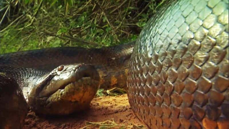 ¼ƬߣĬɱ Anaconda: Silent KillerĻ/Ļ