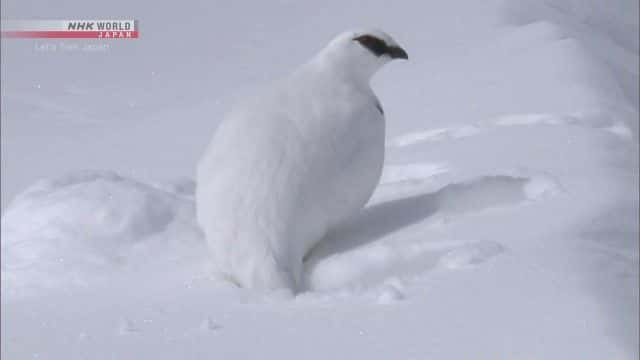 ¼ƬɽɽɽС Yamagoya Lodge in the Tateyama Mountainsȫ1-Ļ/Ļ