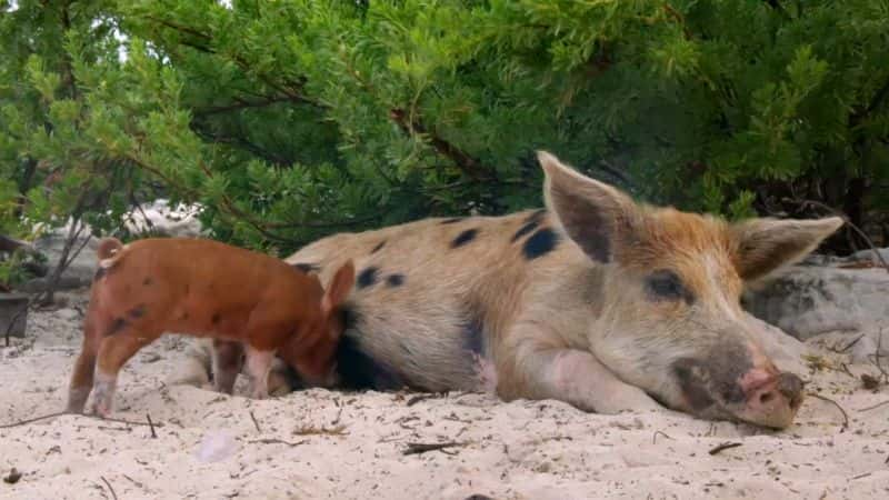 ¼Ƭ Amazing Pigs1080P-Ļ/Ļ