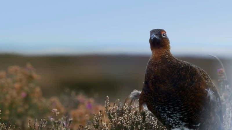 纪录片《狂野的一年（BBC） A Wild Year (BBC)》[无字] [BT][DVD画质]资源下载