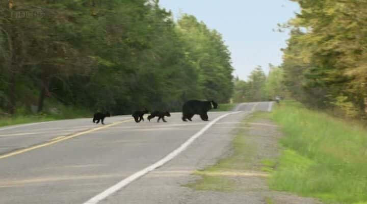 ¼ƬҺһ The Bear Family and MeĻ/Ļ