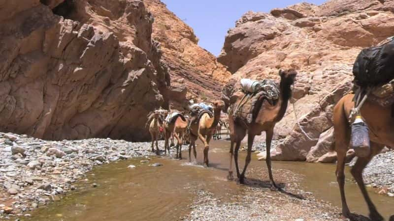 ¼ƬǶİó Arho: The Afar Salt Trade of Northeastern EthiopiaĻ/Ļ