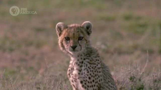 ¼Ƭ׸ǵ Beautiful Serengeti720Pȫ1-Ļ/Ļ