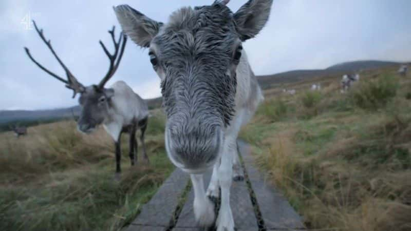 ¼ƬСѱ¹ĵһʥ A Baby Reindeer's First Christmas1080Pȫ1-Ļ/Ļ