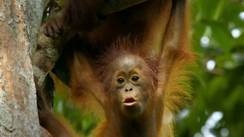 ¼Ƭӣϵ 1 Amazing Monkeys: Series 11080P-Ļ/Ļ