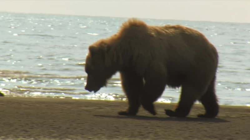 ¼Ƭ˹ӵ Bears of Alaskaȫ1-Ļ/Ļ