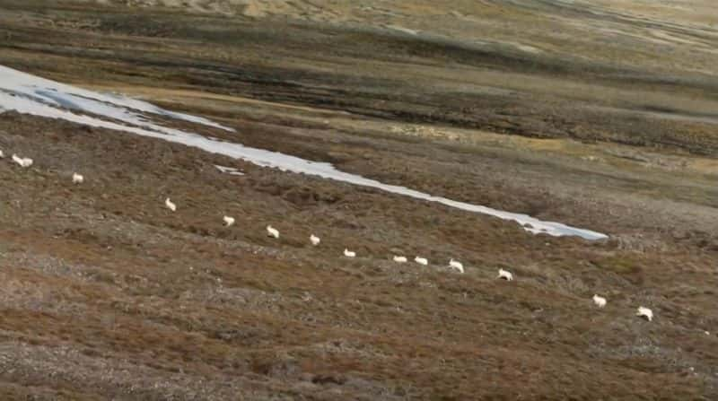 ¼ƬȺ Arctic Wolf Pack1280P-Ļ/Ļ