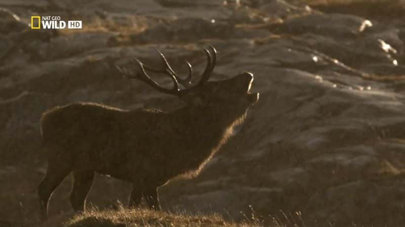 ¼ƬҰոȺ Wild Scotland: The Western IslesĻ/Ļ