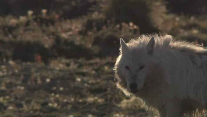 ¼Ƭ- White Falcon - White WolfĻ/Ļ