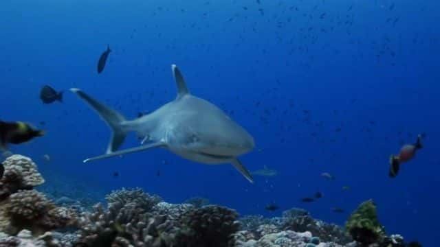 ¼ƬΪʲôϮBBC this World Why Sharks Attack (BBC this World)1080Pȫ1-Ļ/Ļ