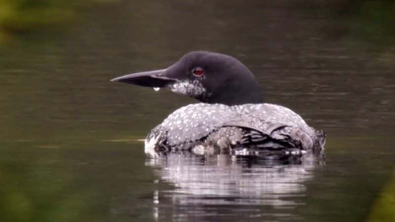 ¼Ƭ2018 ＾۲ Autumnwatch 20181080P-Ļ/Ļ