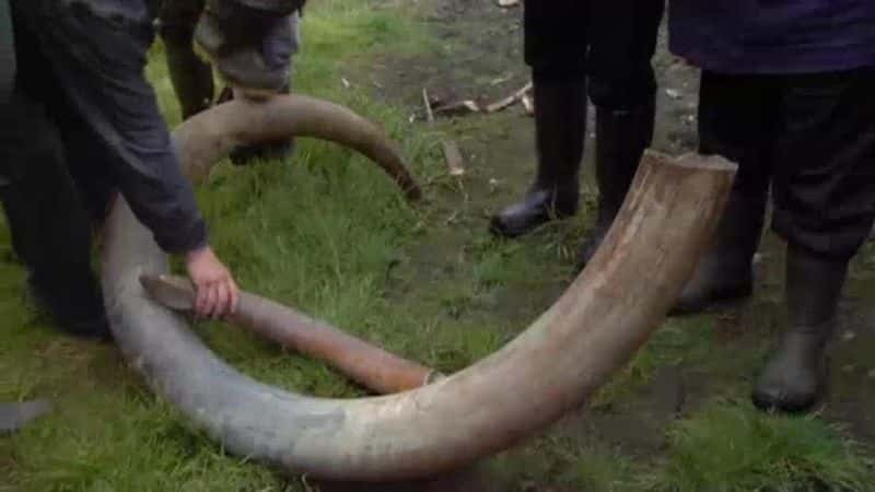 ¼Ƭ󱦱 Baby Mammoth720P-Ļ/Ļ