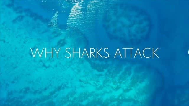 ¼ƬΪʲôϮBBC this World Why Sharks Attack (BBC this World)1080Pȫ1-Ļ/Ļ