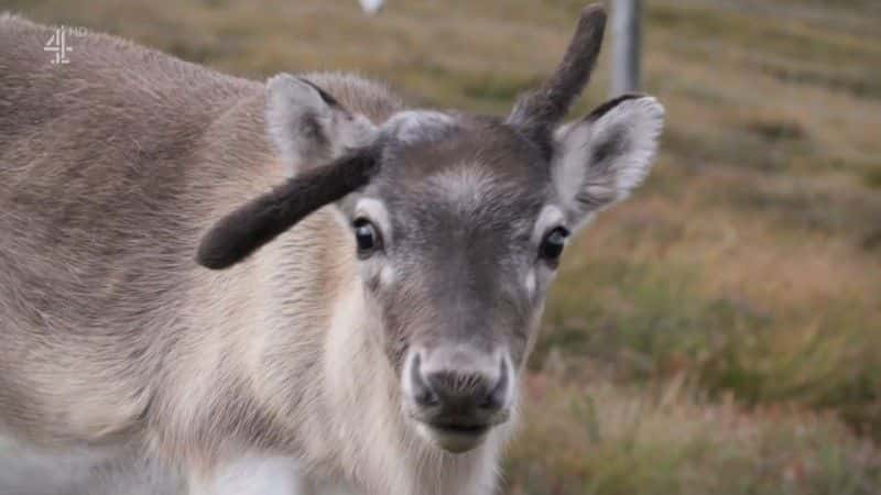 ¼ƬСѱ¹ĵһʥ A Baby Reindeer's First Christmas1080Pȫ1-Ļ/Ļ