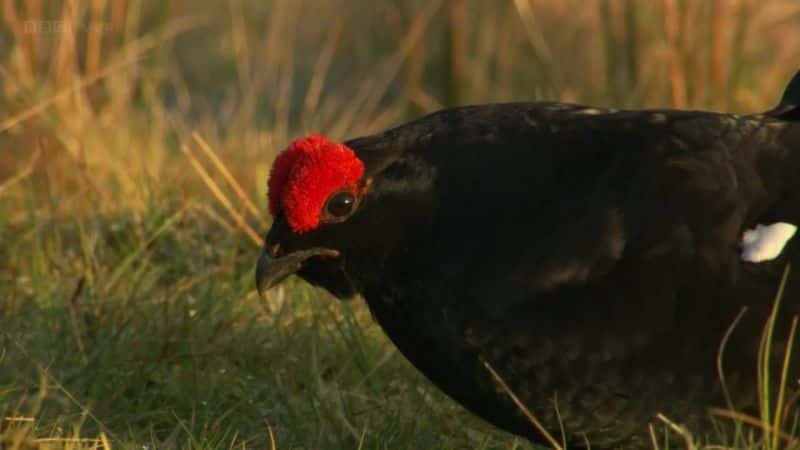 ¼ƬҰʿBBC Wild Wales (BBC)ȫ3-Ļ/Ļ