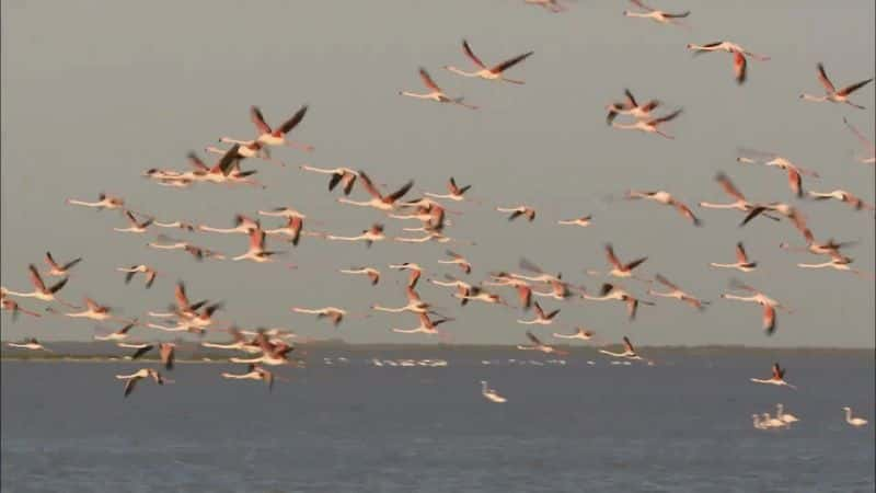 ¼ƬҰ Wild Horses of the Marshes1080P-Ļ/Ļ