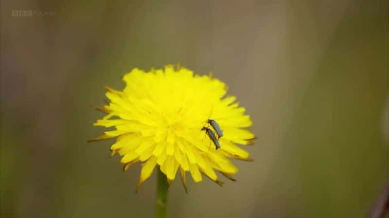 ¼ƬӲݵ漣 (BBC) The Wonder of Weeds (BBC)ȫ1-Ļ/Ļ